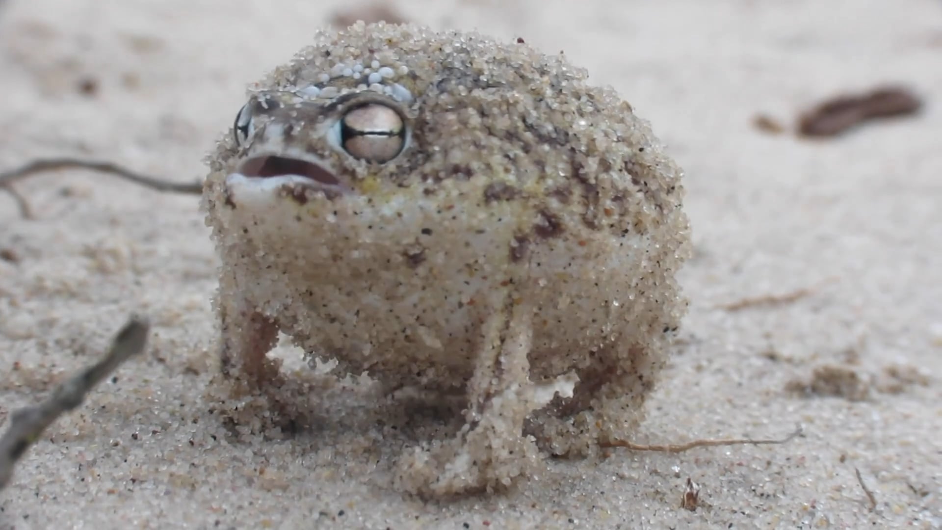 Desert frog