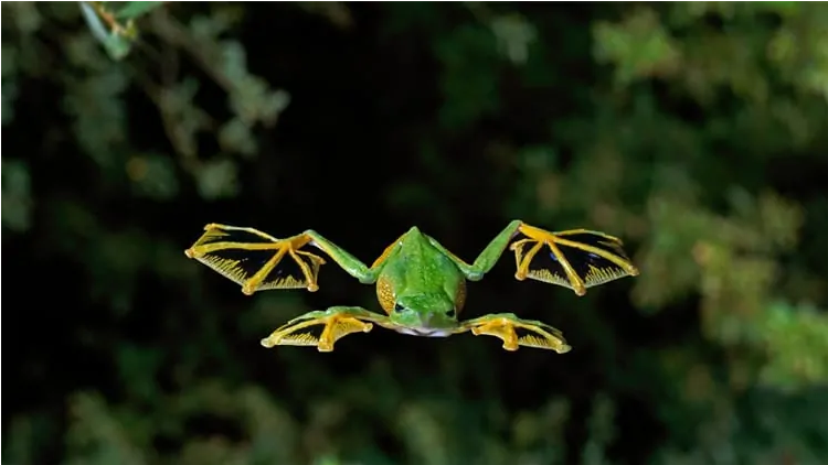 wallace's flying frog